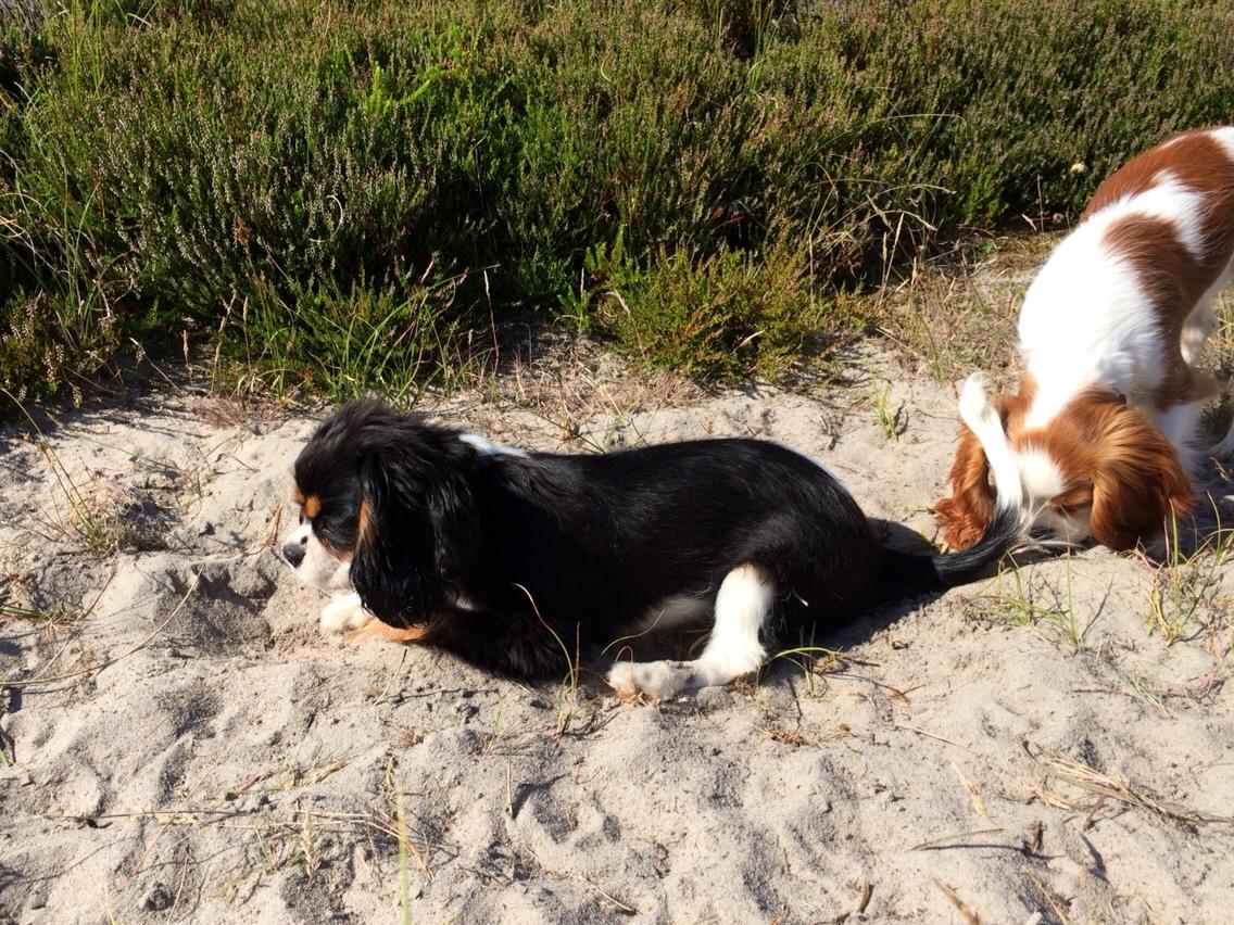 Cavalier king charles spaniel Liane's Tia Lucia billede 12