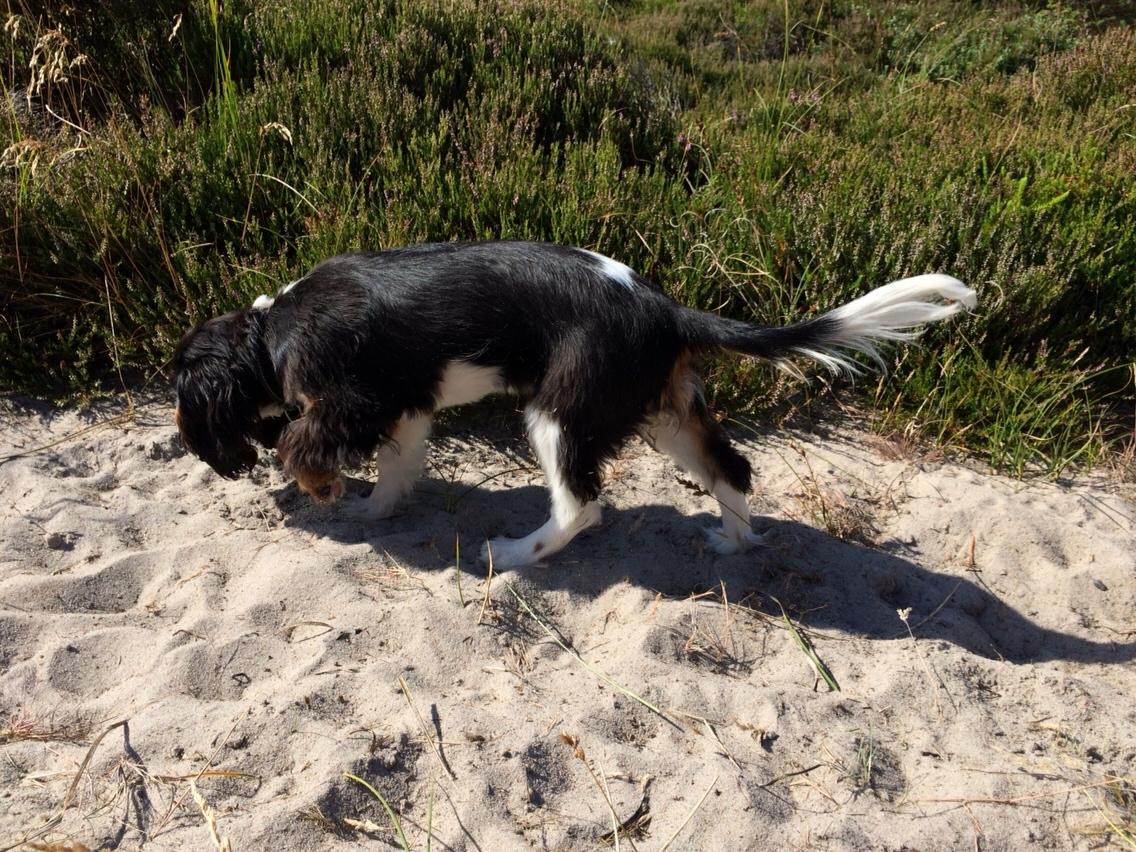 Cavalier king charles spaniel Liane's Tia Lucia billede 13