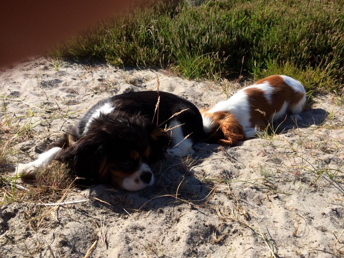 Cavalier king charles spaniel Liane's Tia Lucia billede 14