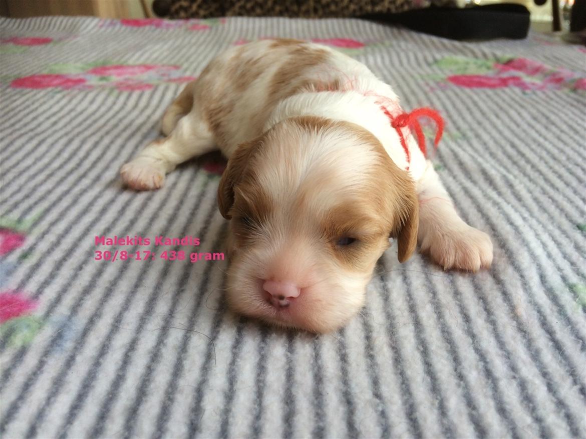 Cavalier king charles spaniel Malekits Kandis billede 2
