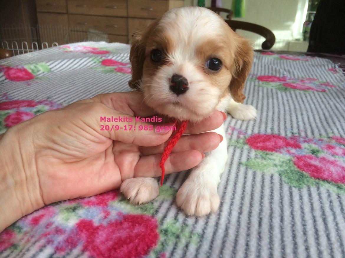 Cavalier king charles spaniel Malekits Kandis billede 4