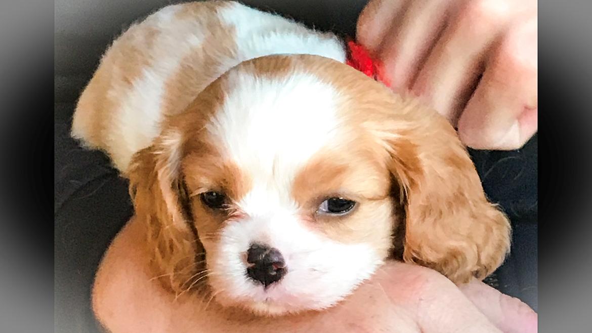 Cavalier king charles spaniel Malekits Kandis billede 5