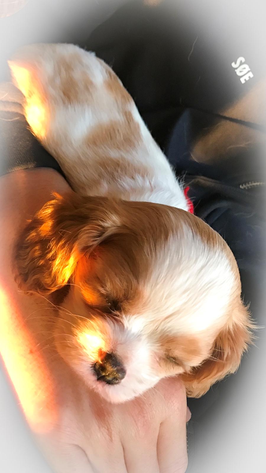 Cavalier king charles spaniel Malekits Kandis billede 6