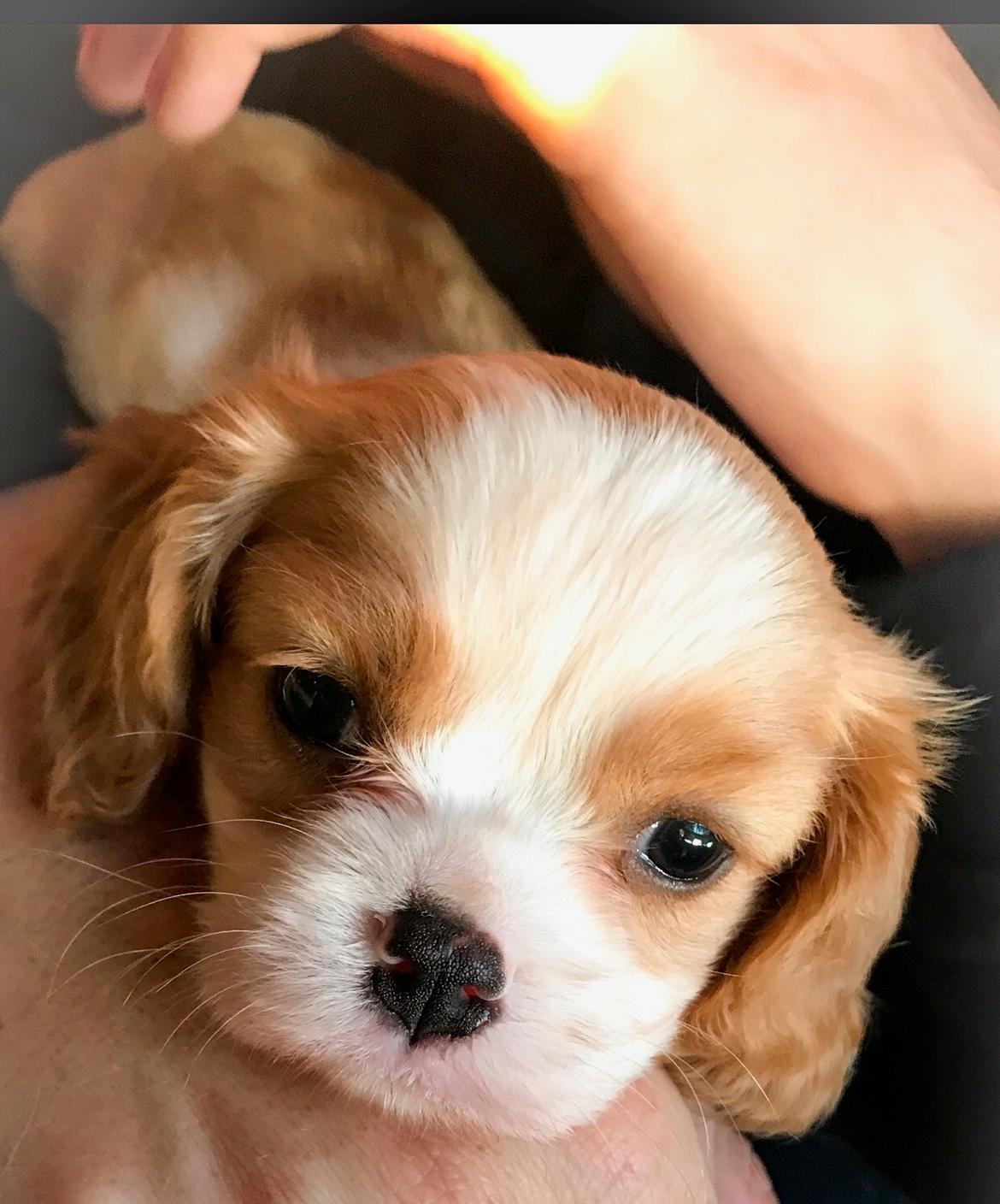 Cavalier king charles spaniel Malekits Kandis billede 7