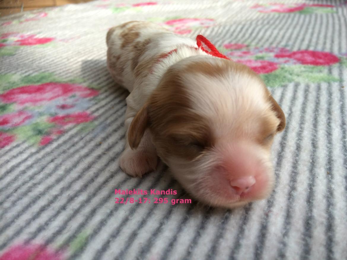 Cavalier king charles spaniel Malekits Kandis billede 1