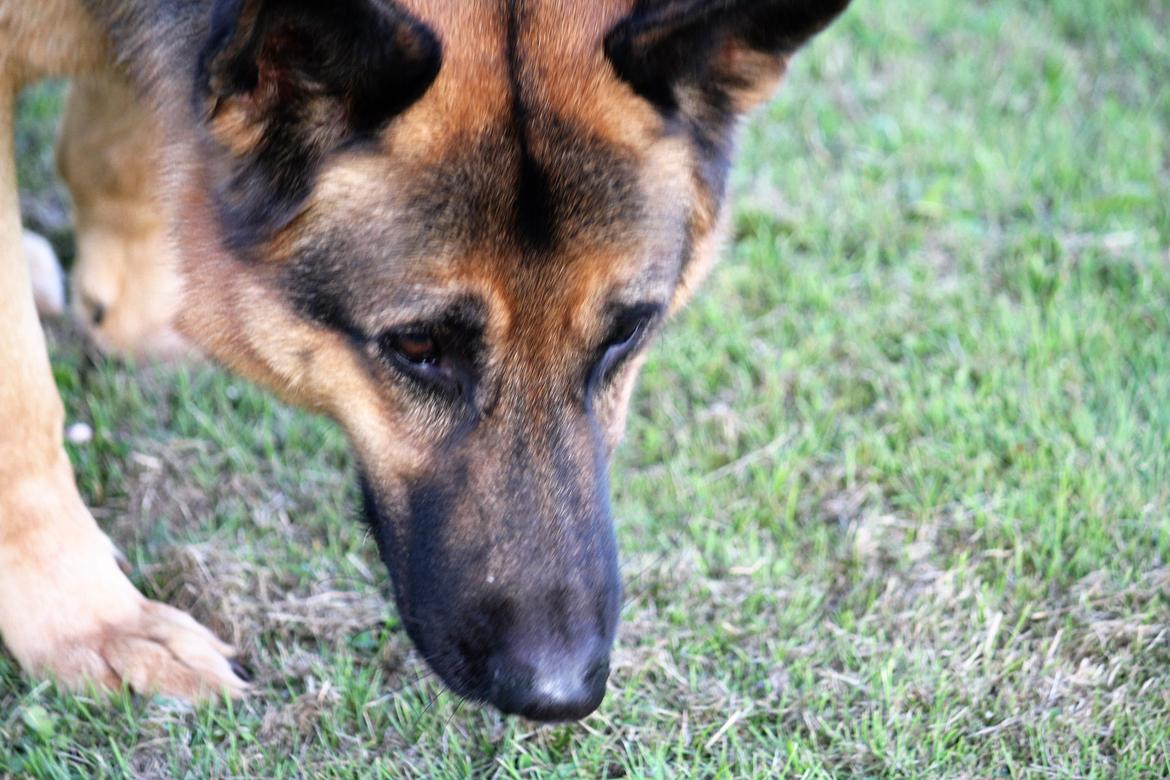 Schæferhund Argo - Vi hygger<33 billede 8