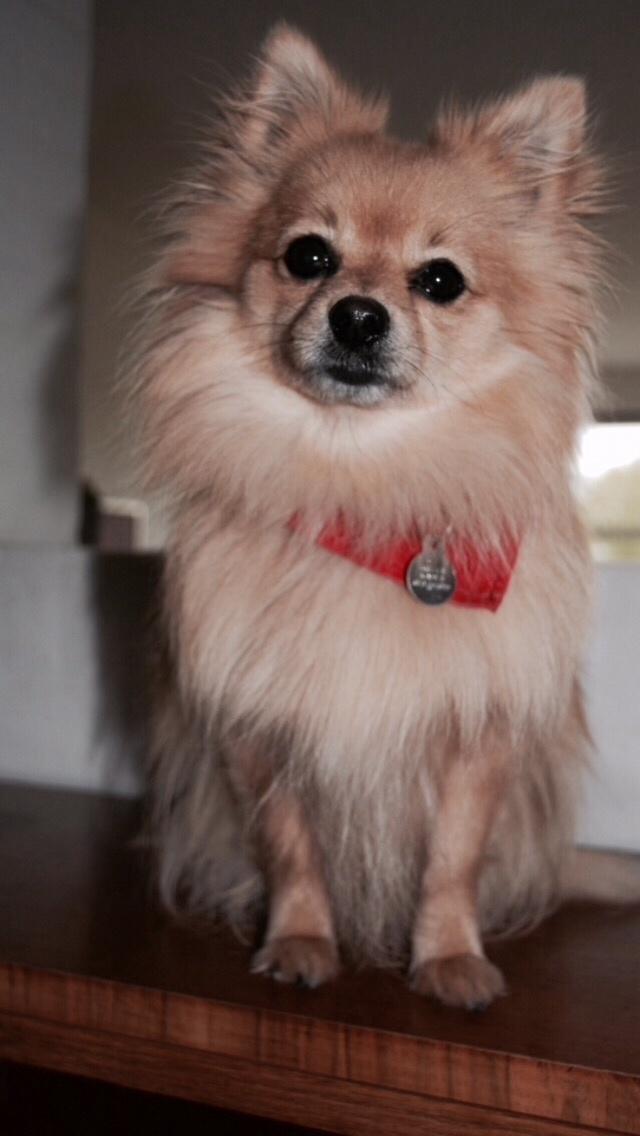 Pomeranian Chloè billede 2