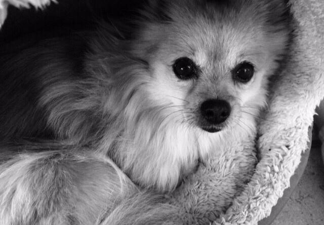 Pomeranian Chloè billede 5