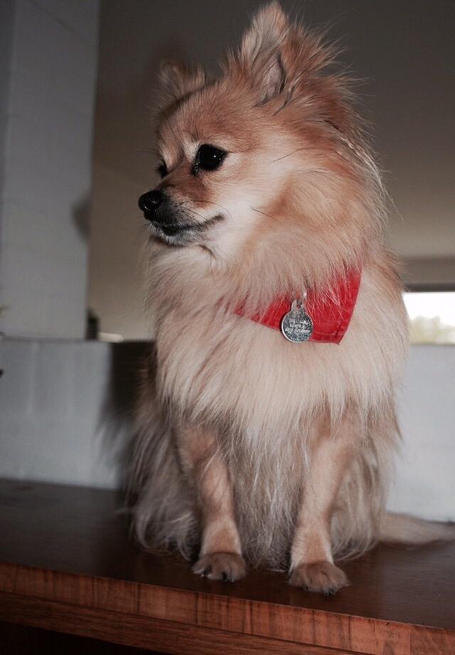 Pomeranian Chloè billede 7