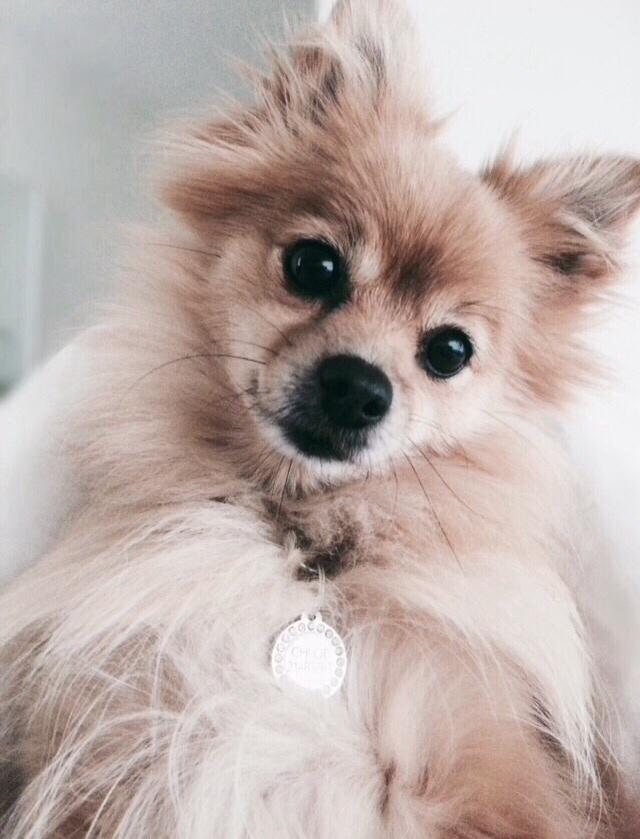 Pomeranian Chloè billede 1