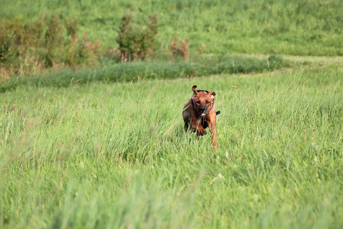 Rhodesian ridgeback Hazinas 7th Galactic  Cosmos "Sam"  - d. 14 september 2017 billede 41