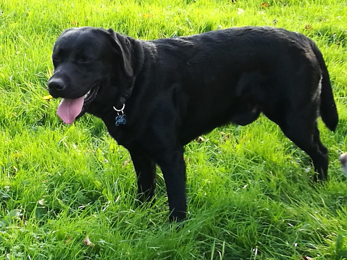Labrador retriever Balder (Sympa Emil) billede 2