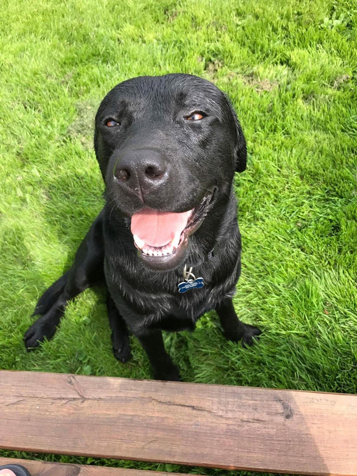 Labrador retriever Balder (Sympa Emil) billede 3