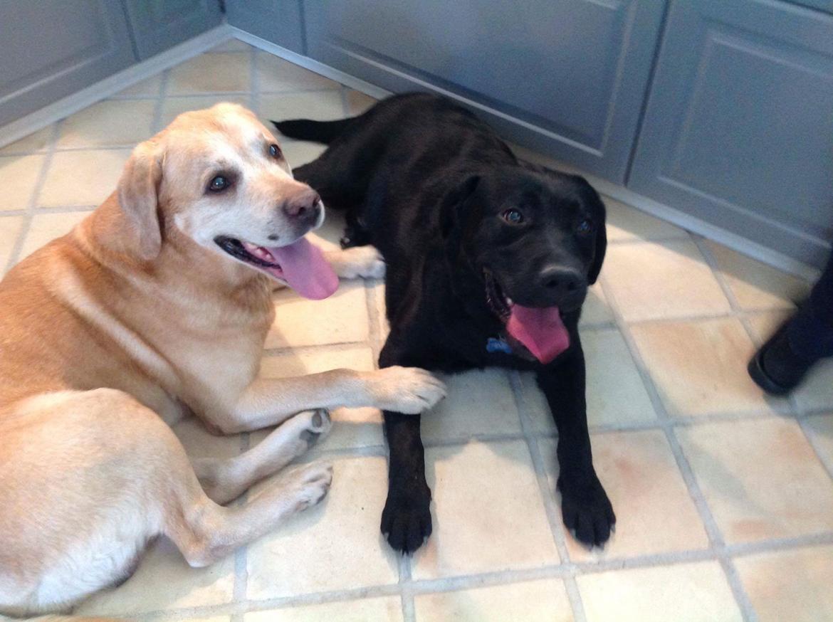 Labrador retriever Balder (Sympa Emil) billede 4