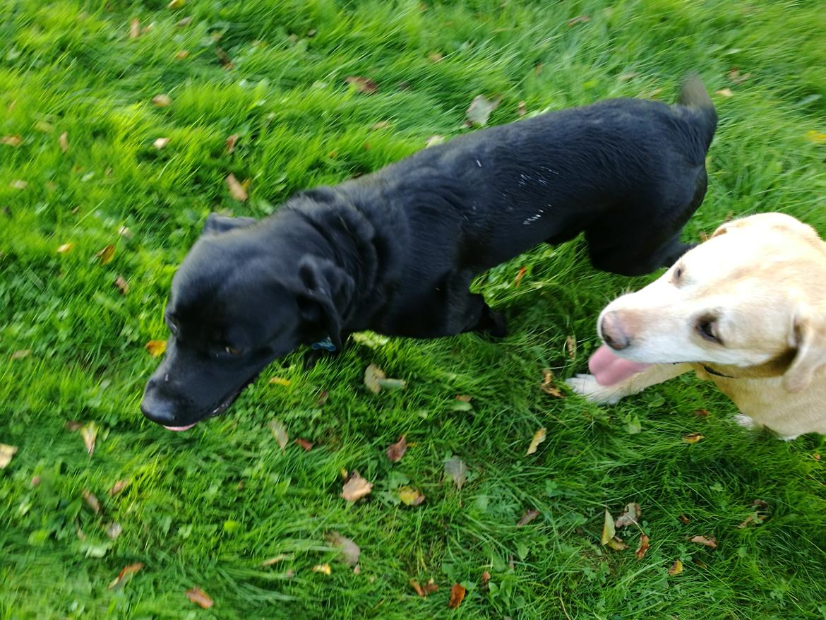 Labrador retriever Balder (Sympa Emil) billede 5