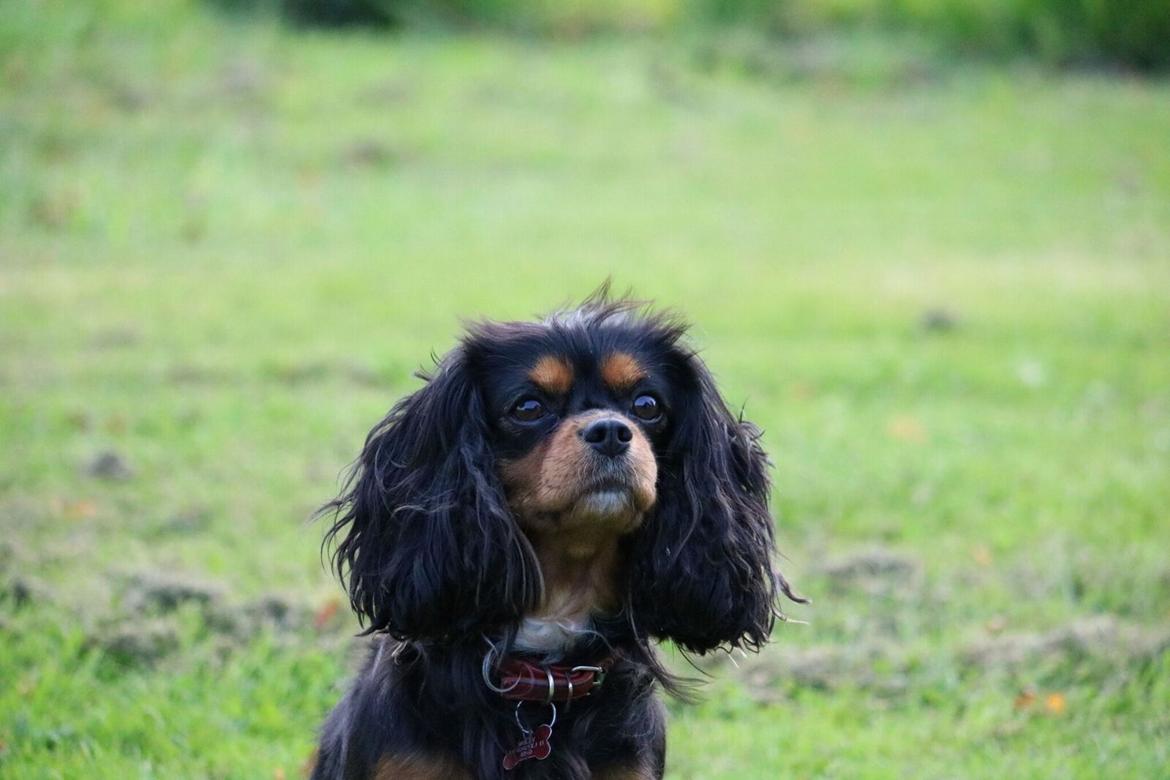 Cavalier king charles spaniel Molly billede 1