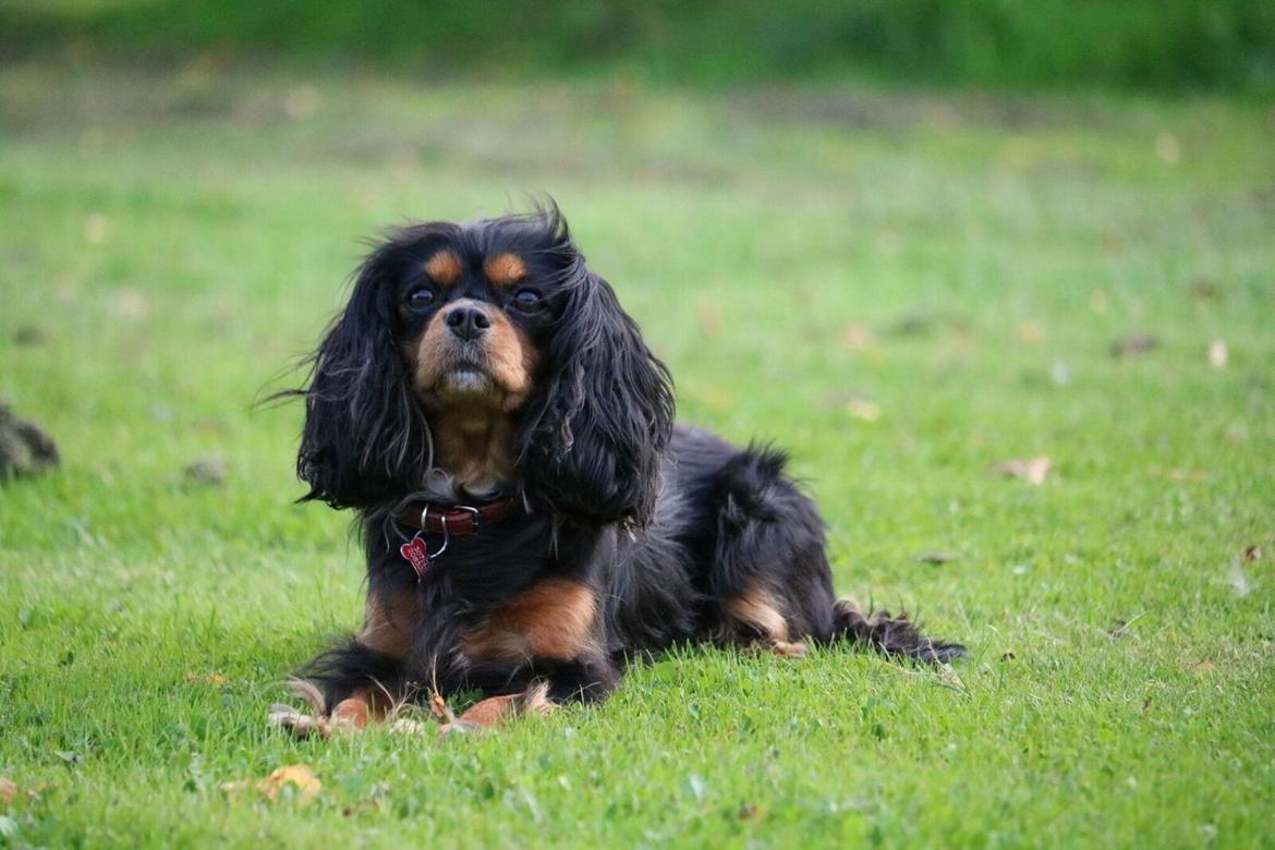 Cavalier king charles spaniel Molly billede 3
