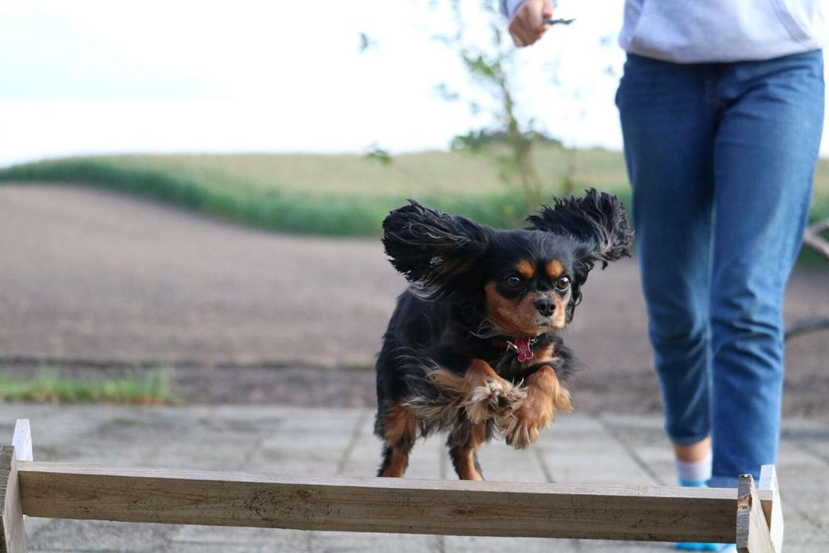 Cavalier king charles spaniel Molly billede 4