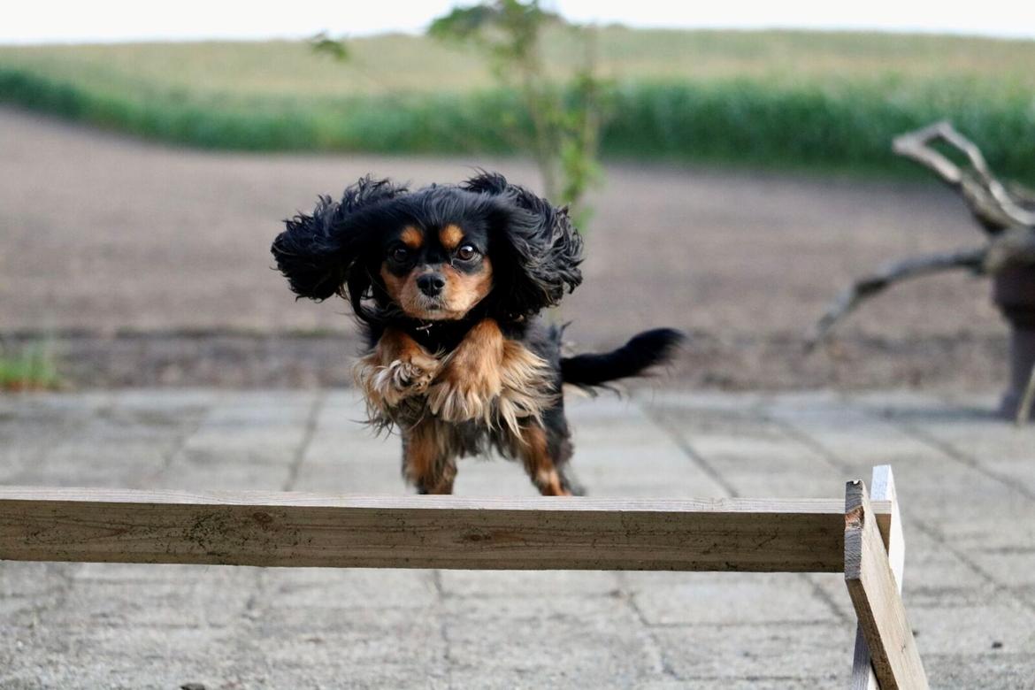 Cavalier king charles spaniel Molly billede 5