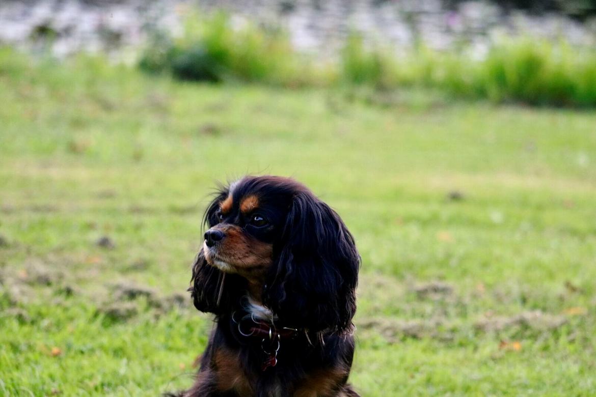 Cavalier king charles spaniel Molly billede 2