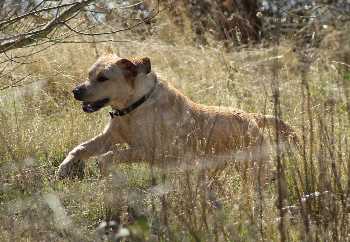 Labrador retriever Mochipappa's Goldie Hawn billede 25