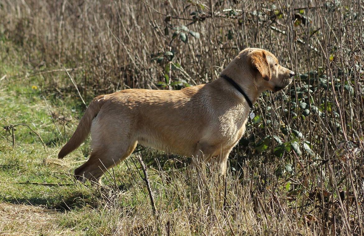 Labrador retriever Mochipappa's Goldie Hawn billede 26
