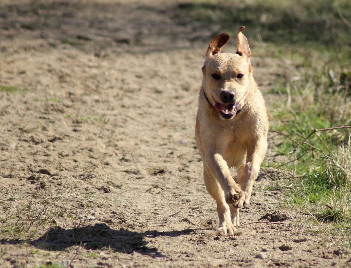 Labrador retriever Mochipappa's Goldie Hawn billede 27
