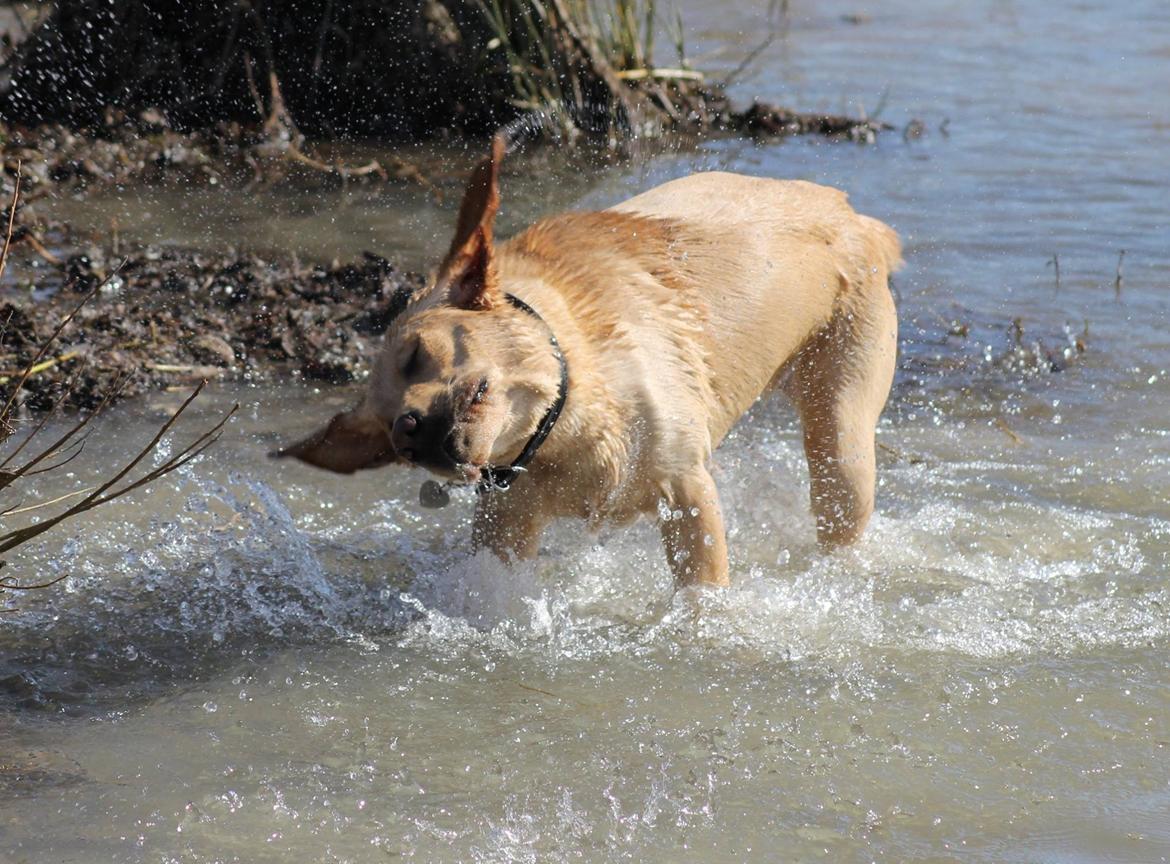 Labrador retriever Mochipappa's Goldie Hawn billede 30