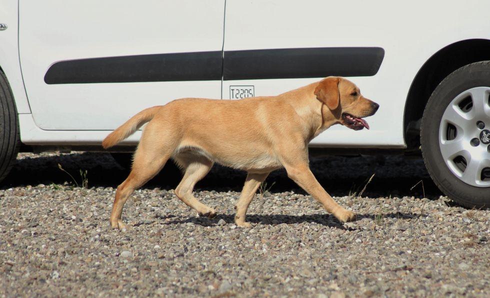 Labrador retriever Mochipappa's Goldie Hawn billede 37