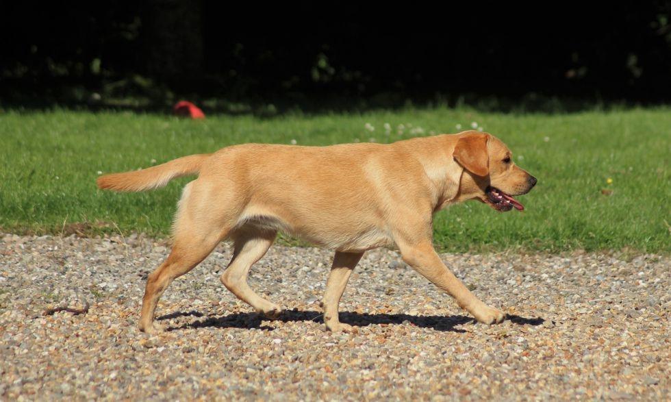 Labrador retriever Mochipappa's Goldie Hawn billede 38