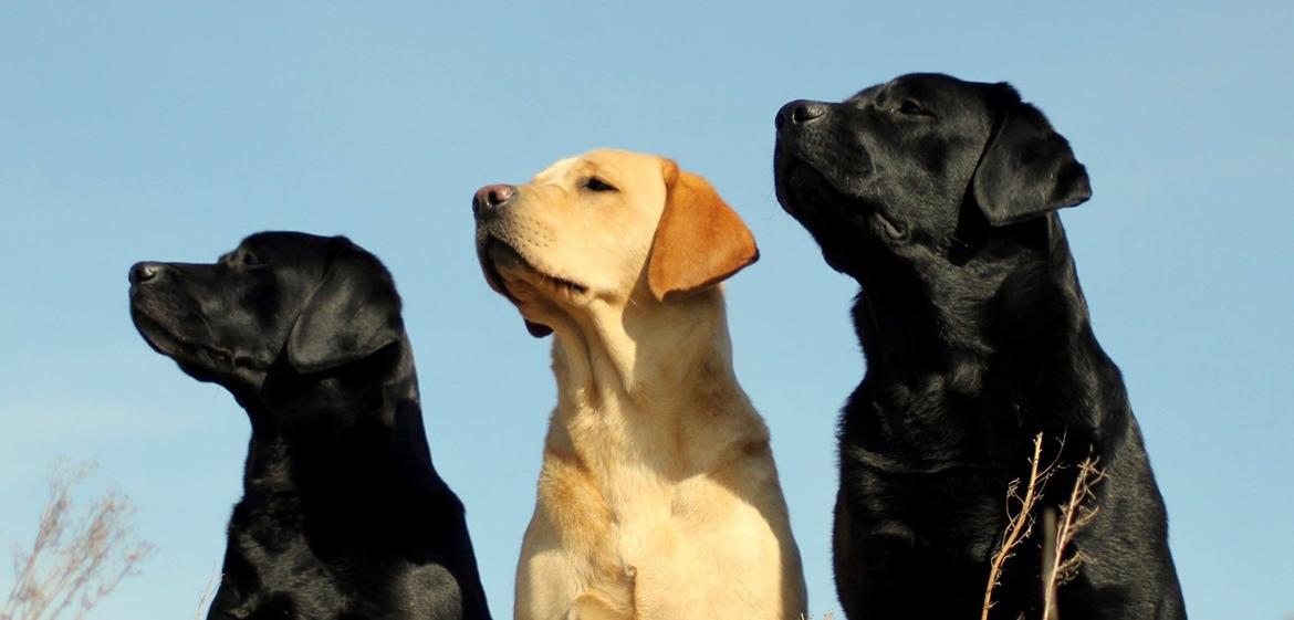 Labrador retriever Mochipappa's Goldie Hawn billede 50