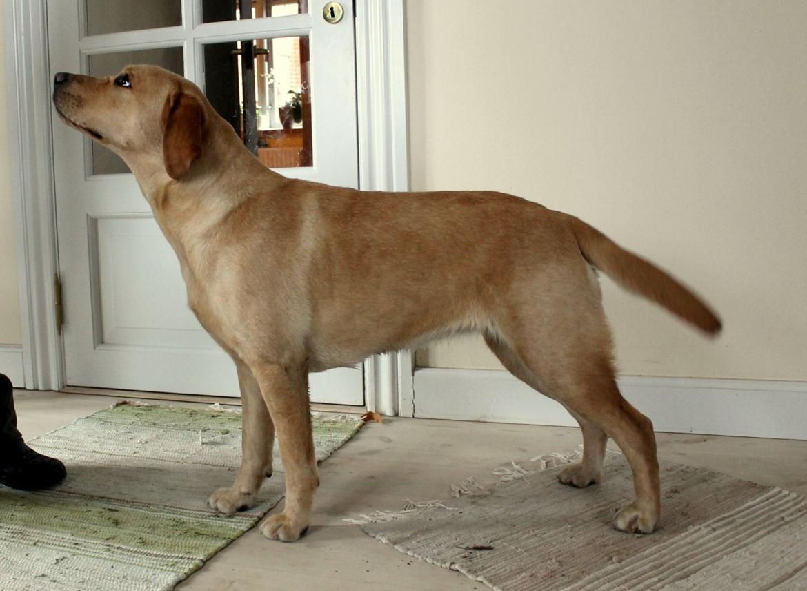Labrador retriever Mochipappa's Goldie Hawn billede 41