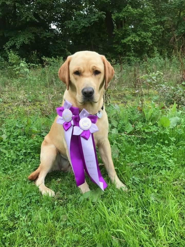 Labrador retriever Mochipappa's Goldie Hawn billede 49