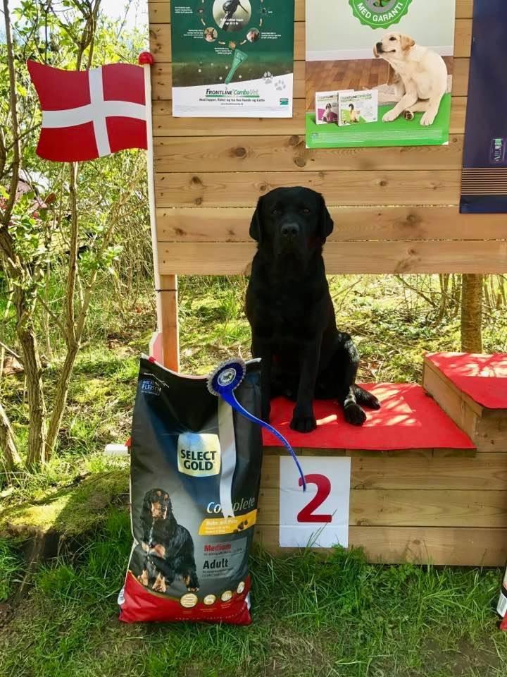 Labrador retriever Mochipappa's Bobby Mcferrin billede 32