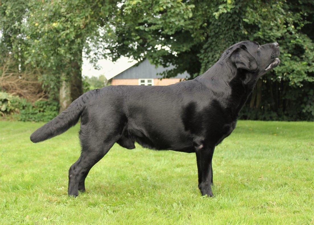 Labrador retriever Mochipappa's Bobby Mcferrin billede 34