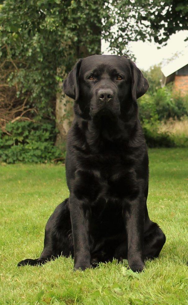 Labrador retriever Mochipappa's Bobby Mcferrin billede 35