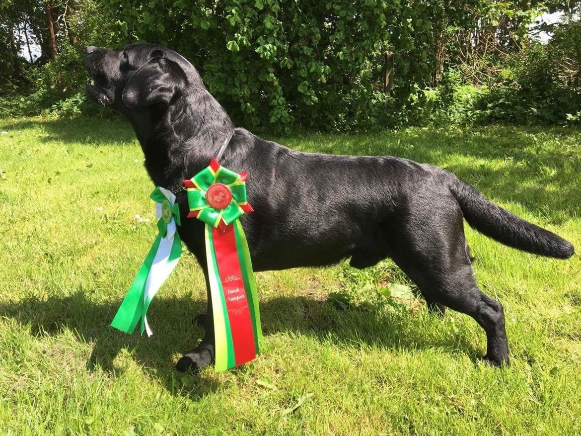 Labrador retriever Mochipappa's Bobby Mcferrin billede 33