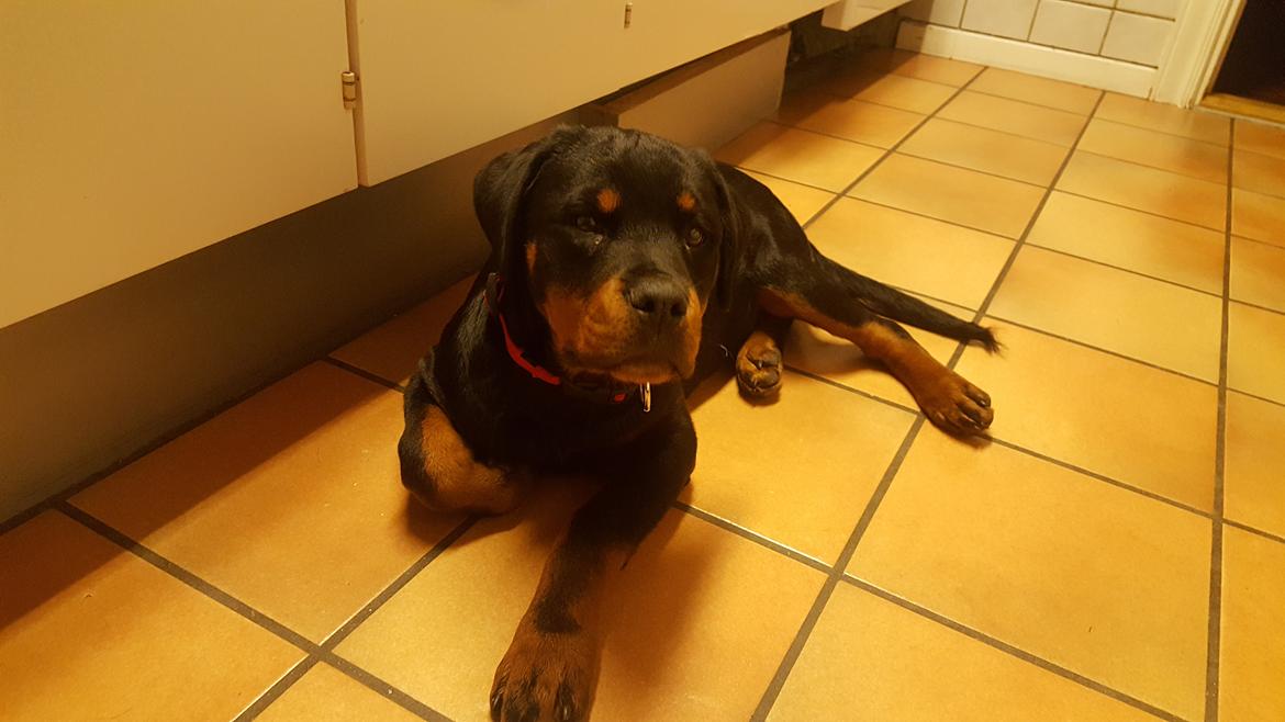 Rottweiler Fiona  billede 1