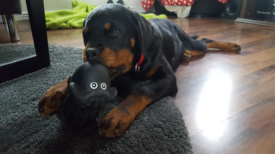 Rottweiler Fiona  billede 2