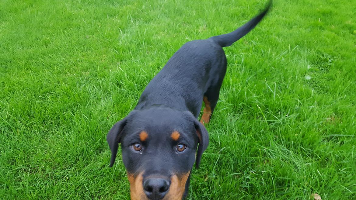 Rottweiler Fiona  billede 3