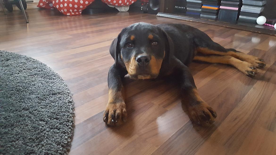 Rottweiler Fiona  billede 4