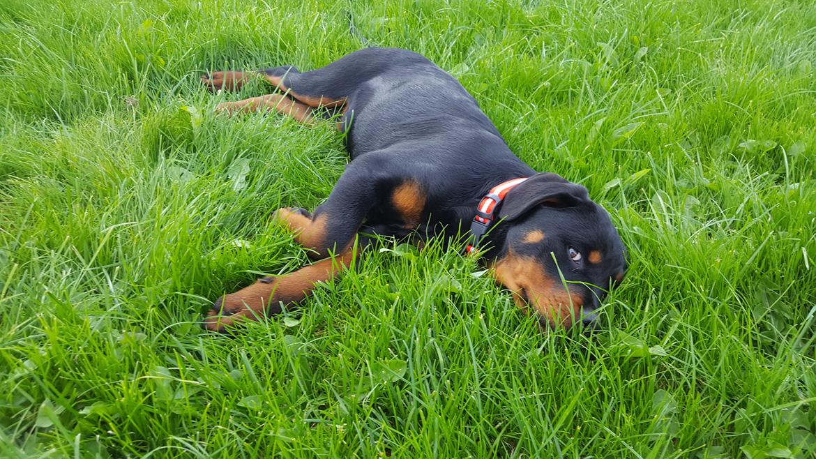 Rottweiler Fiona  billede 5