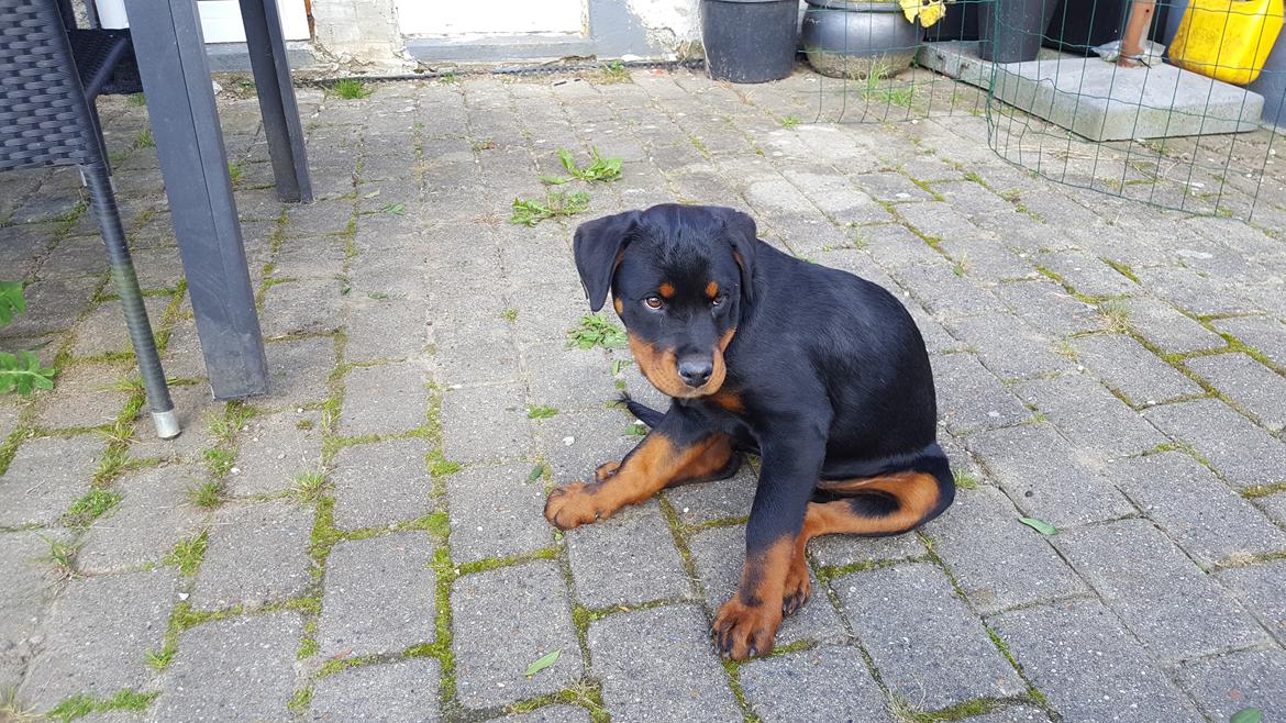 Rottweiler Fiona  billede 6