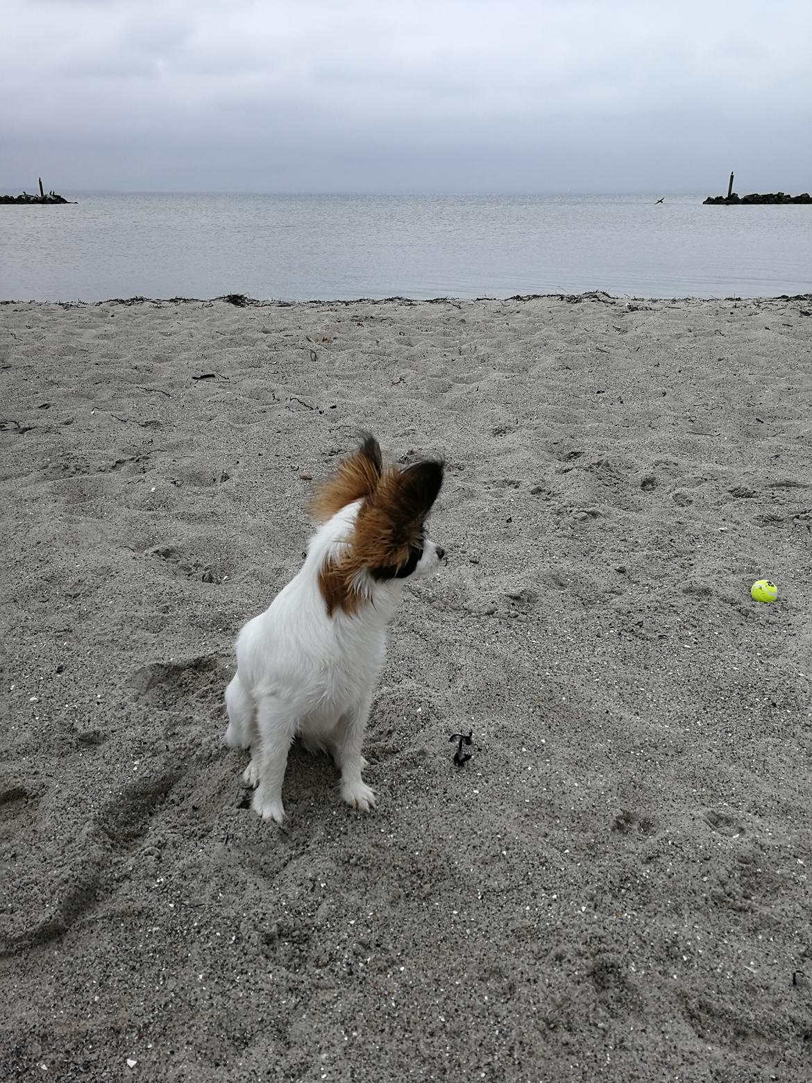 Papillon Nelly billede 29