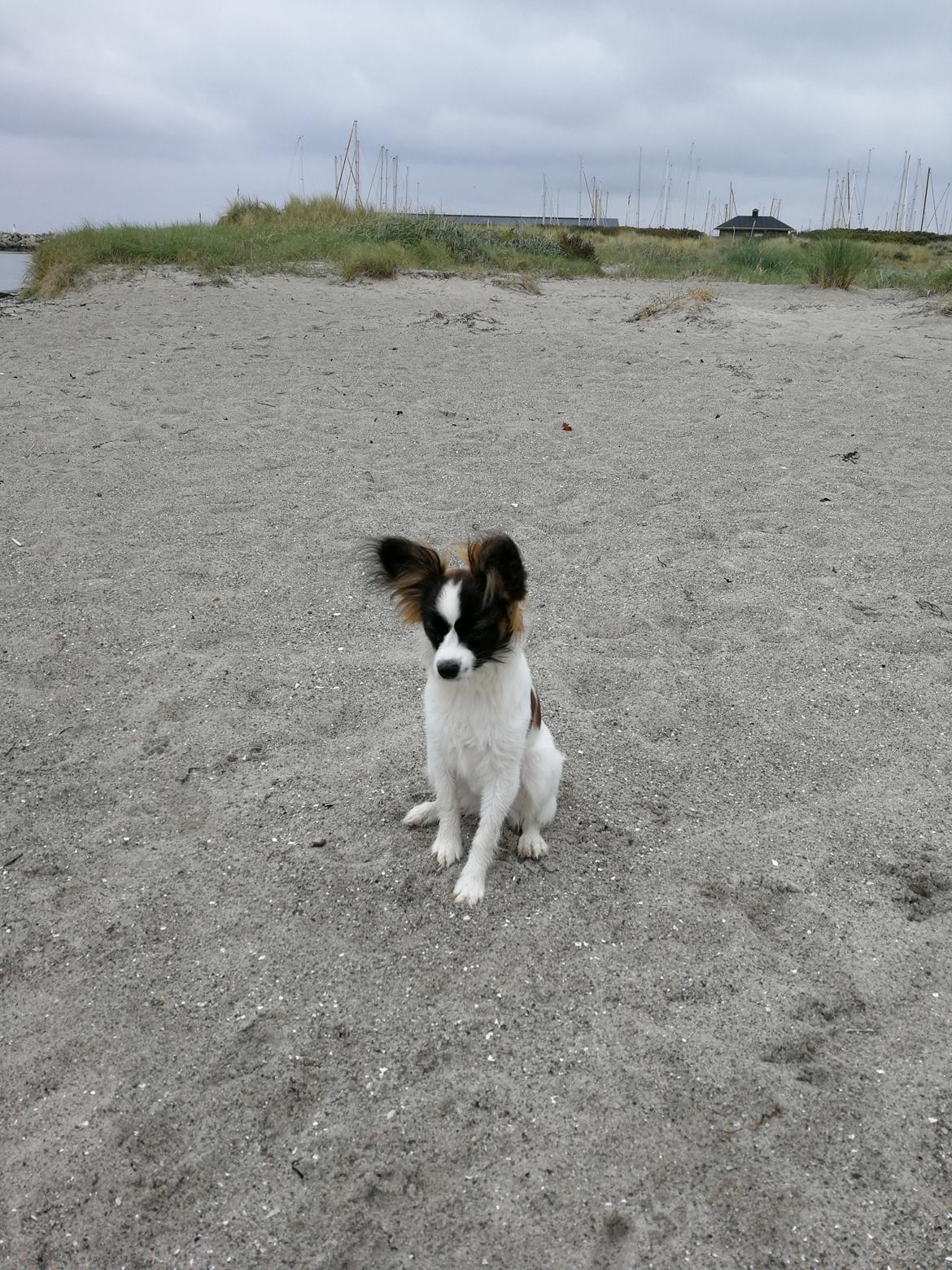 Papillon Nelly billede 31