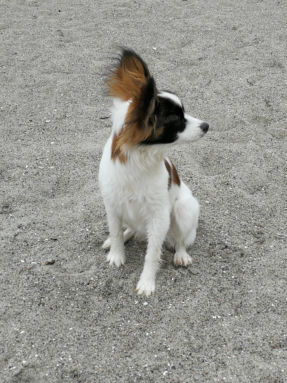 Papillon Nelly billede 30