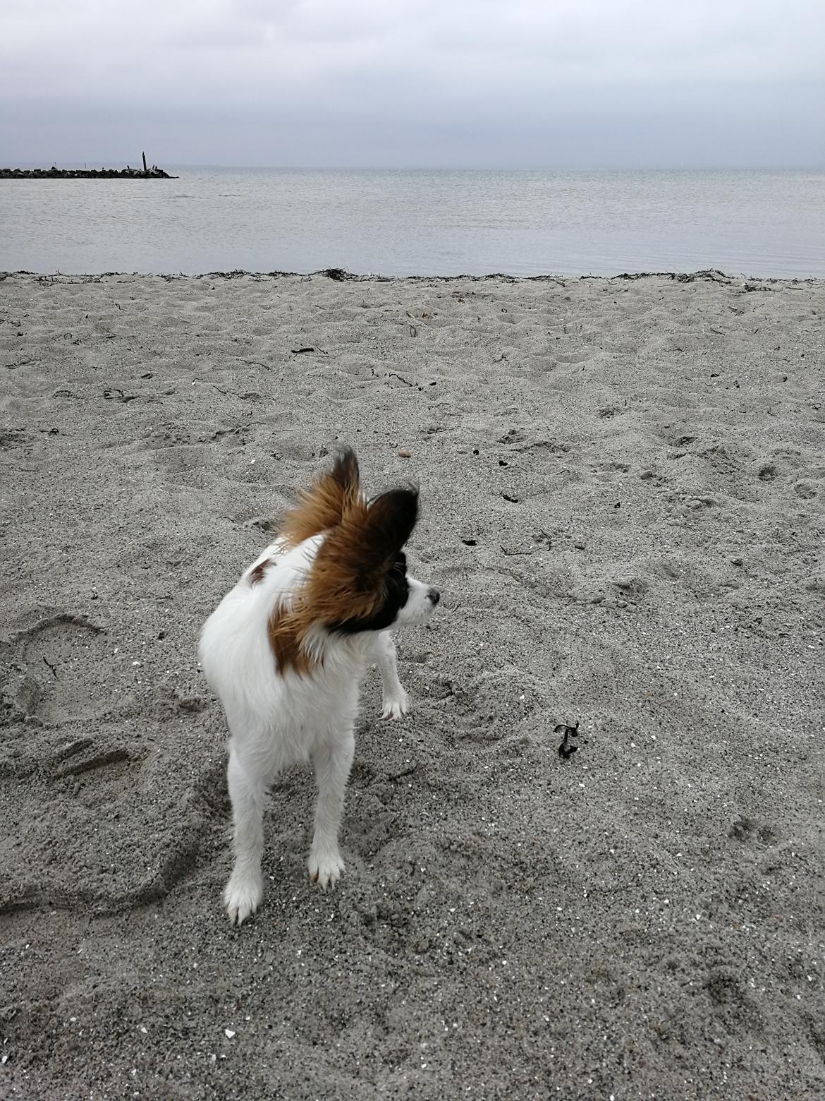 Papillon Nelly billede 32