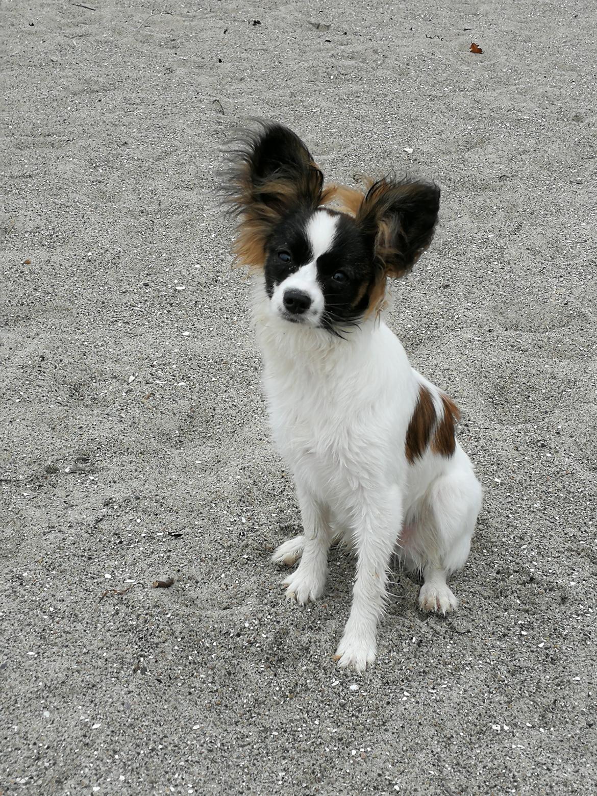 Papillon Nelly billede 33