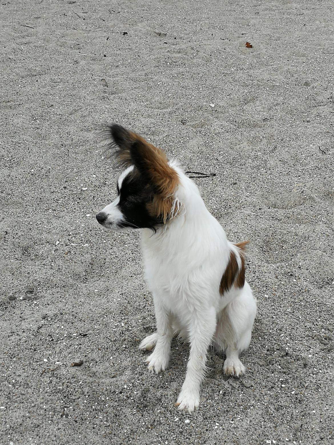 Papillon Nelly billede 34