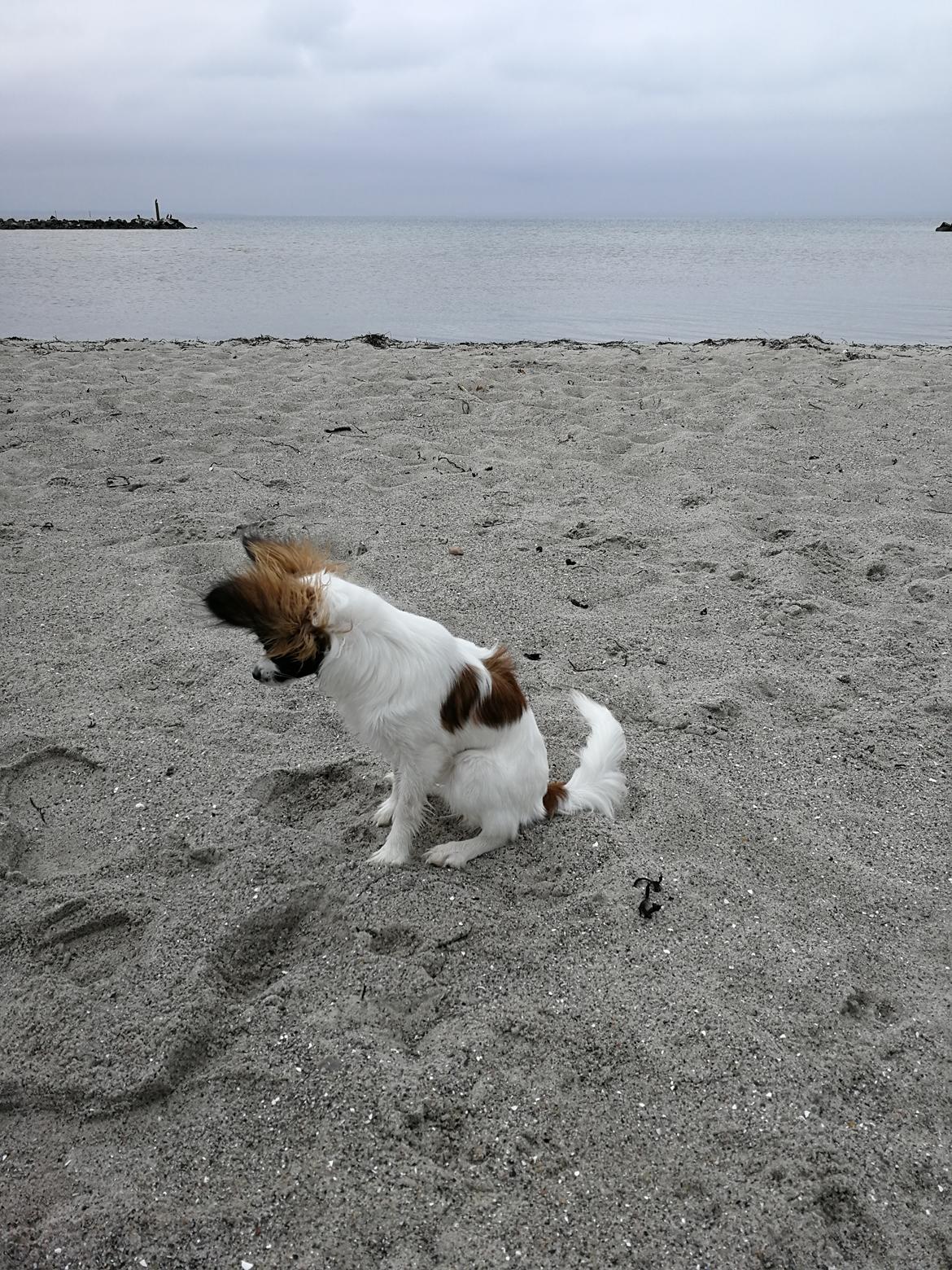 Papillon Nelly billede 35